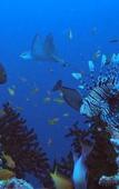 Туры в отель Rashuthere Maldives Туры в отель Rashuthere Maldives