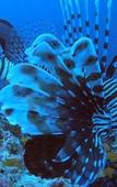 Туры в отель Rashuthere Maldives Туры в отель Rashuthere Maldives