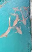 Туры в отель Rashuthere Maldives Туры в отель Rashuthere Maldives