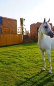 Туры в отель Al Marmoom Dome Luxury Desert Experiential Stay Туры в отель Al Marmoom Dome Luxury Desert Experiential Stay