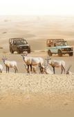 Туры в отель Al Marmoom Dome Luxury Desert Experiential Stay Туры в отель Al Marmoom Dome Luxury Desert Experiential Stay
