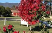 Туры в отель Tumut Valley Motel Туры в отель Tumut Valley Motel