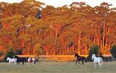 Туры в отель The Oaks Ranch Туры в отель The Oaks Ranch