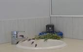 Туры в отель Dolphin Lodge Туры в отель Dolphin Lodge