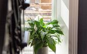 Туры в отель Bayswater Boutique Lodge - Potts Point Туры в отель Bayswater Boutique Lodge - Potts Point