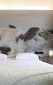 Туры в отель Hotel The Lodge Vilvoorde Туры в отель Hotel The Lodge Vilvoorde
