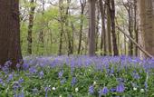 Туры в отель Wisteria Туры в отель Wisteria