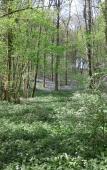 Туры в отель Wisteria Туры в отель Wisteria
