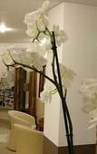 Туры в отель San Remo Canasvieiras Туры в отель San Remo Canasvieiras
