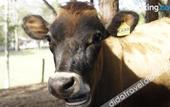 Туры в отель Resort Fazenda Sao Joao Туры в отель Resort Fazenda Sao Joao