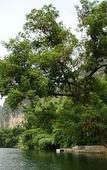 Туры в отель Yangshuo Riverside Resort Hotel Туры в отель Yangshuo Riverside Resort Hotel