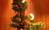 Туры в отель Jindi Mingting Hotel Туры в отель Jindi Mingting Hotel