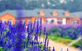 Туры в отель Blues Manor Туры в отель Blues Manor