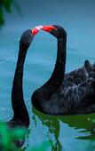 Туры в отель Emeishan Yue Garden Hotel Туры в отель Emeishan Yue Garden Hotel