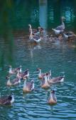 Туры в отель Emeishan Yue Garden Hotel Туры в отель Emeishan Yue Garden Hotel