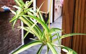 Туры в отель Yunshui Huaxi Homestay Туры в отель Yunshui Huaxi Homestay