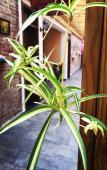 Туры в отель Yunshui Huaxi Homestay Туры в отель Yunshui Huaxi Homestay