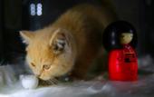 Туры в отель Moganshan Mountain Cat Inn Туры в отель Moganshan Mountain Cat Inn