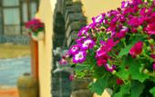 Туры в отель Moganshan Mountain Cat Inn Туры в отель Moganshan Mountain Cat Inn