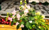 Туры в отель Floral Hotel·Guixin Courtyard Guest Hotel(Nanjing South Railway Station North Square Branch) Туры в отель Floral Hotel·Guixin Courtyard Guest Hotel(Nanjing South Railway Station North Square Branch)