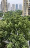 Туры в отель Vienna 3 Best Hotel (Hangzhou Qianjiang Shijicheng) Туры в отель Vienna 3 Best Hotel (Hangzhou Qianjiang Shijicheng)