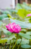 Туры в отель Blossom & Resorts · Shunlu Туры в отель Blossom & Resorts · Shunlu