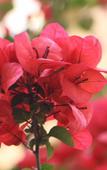 Туры в отель Floral Hotel · Yongjia Big House hotel (Furong Ancient Village Lishui Ancient Street) Туры в отель Floral Hotel · Yongjia Big House hotel (Furong Ancient Village Lishui Ancient Street)
