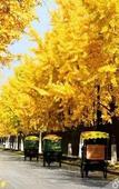 Туры в отель Qufu Qing She Homestay Туры в отель Qufu Qing She Homestay