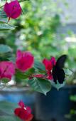 Туры в отель Floral Hotel·Jiande Fenghui Xiaoyuan Hotel (Meicheng Ancient Town) Туры в отель Floral Hotel·Jiande Fenghui Xiaoyuan Hotel (Meicheng Ancient Town)