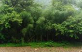 Туры в отель Floral Hotel·Moyexishan Hotel (Yixing Bamboo Seascape Branch) Туры в отель Floral Hotel·Moyexishan Hotel (Yixing Bamboo Seascape Branch)
