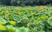 Туры в отель Floral Hotel·Anji Flower Non Mist Hotel (Cloud Grassland Store) Туры в отель Floral Hotel·Anji Flower Non Mist Hotel (Cloud Grassland Store)