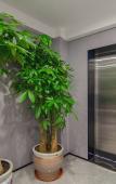 Туры в отель Homestyle Baiyun Hotel Туры в отель Homestyle Baiyun Hotel