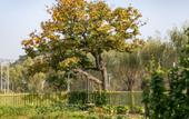 Туры в отель Floral Hotel·Skilled craftsman villa Hotel Туры в отель Floral Hotel·Skilled craftsman villa Hotel