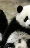 Туры в отель Homeinn Selected Hotel (Chengdu Jinniu Wanda Hepingchi) Туры в отель Homeinn Selected Hotel (Chengdu Jinniu Wanda Hepingchi)