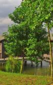 Туры в отель Mangala Estate Boutique Resort Туры в отель Mangala Estate Boutique Resort