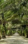 Туры в отель Mangala Estate Boutique Resort Туры в отель Mangala Estate Boutique Resort