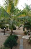Туры в отель Regenta Place Mandrem Beach Resort Туры в отель Regenta Place Mandrem Beach Resort