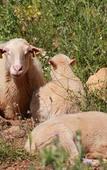 Туры в отель Agroturismo Son Siurana Туры в отель Agroturismo Son Siurana