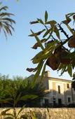 Туры в отель Agroturismo Son Siurana Туры в отель Agroturismo Son Siurana