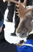 Туры в отель Wilderness Hotel Muotka & Igloos Туры в отель Wilderness Hotel Muotka & Igloos