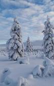 Туры в отель Wilderness Hotel Muotka & Igloos Туры в отель Wilderness Hotel Muotka & Igloos