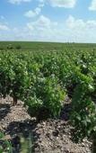 Туры в отель Ibis Saint Emilion Туры в отель Ibis Saint Emilion