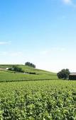 Туры в отель Ibis Saint Emilion Туры в отель Ibis Saint Emilion