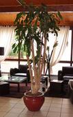 Туры в отель Hotel Diane Туры в отель Hotel Diane