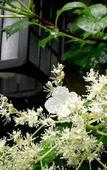 Туры в отель Les jardins de la Contie Туры в отель Les jardins de la Contie