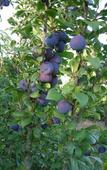Туры в отель Les jardins de la Contie Туры в отель Les jardins de la Contie