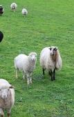 Туры в отель Les Bergeries d'Alata Туры в отель Les Bergeries d'Alata