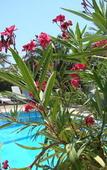 Туры в отель Tropic Hotel Туры в отель Tropic Hotel
