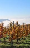 Туры в отель Hotel Le Domaine des Vignes Туры в отель Hotel Le Domaine des Vignes