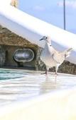 Туры в отель Evi Suites & Villas Туры в отель Evi Suites & Villas